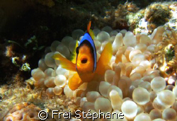 " YOU KEEP OUT of my BTA !!!" (Bulb-Tentacle Anemone)
Po... by Frei Stéphane 